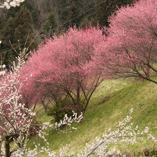 ろうかく湖，ろうかく梅園8