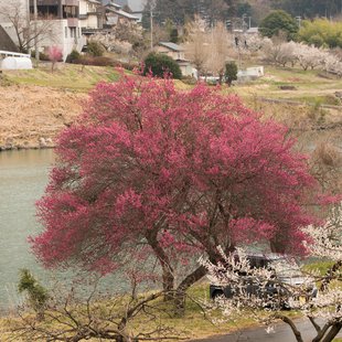 ろうかく湖，ろうかく梅園9