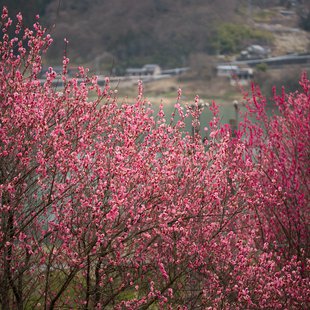 ろうかく湖，ろうかく梅園11