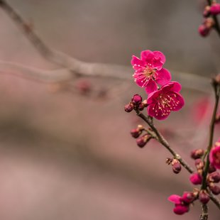 ろうかく湖，ろうかく梅園12