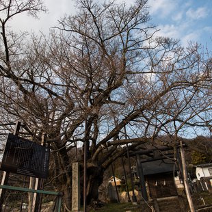 神代桜(素桜神社)1