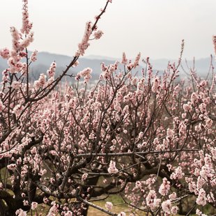 信州松代東条あんずまつり2