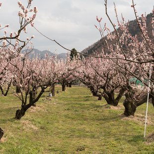 信州松代東条あんずまつり3