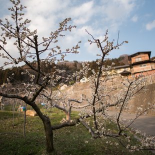神代桜(素桜神社)3