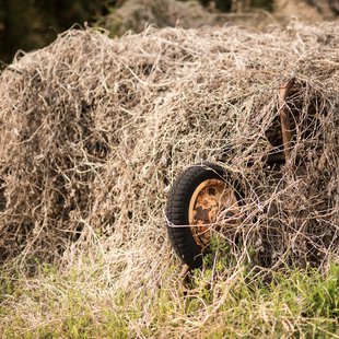 信州松代東条あんずまつり4