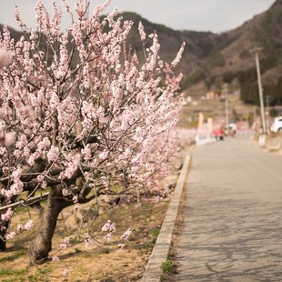 信州松代東条あんずまつり5