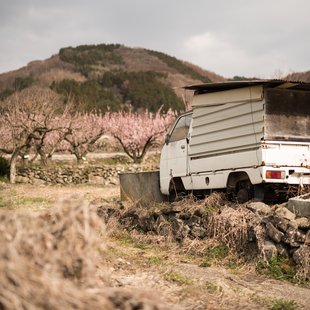 信州松代東条あんずまつり6