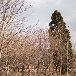 信州松代東条あんずまつり7