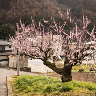 信州松代東条あんずまつり8