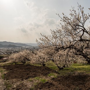 信州松代東条あんずまつり12