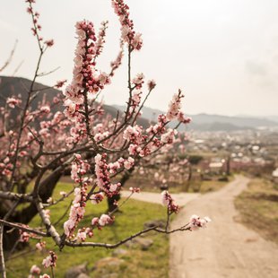 信州松代東条あんずまつり13