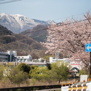長野市街地の桜など2