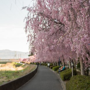 長野市街地の桜など1