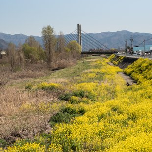 長野市街地の桜など4