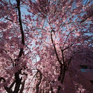 長野市街地の桜など3