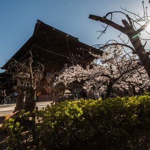 長野市街地の桜など5