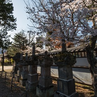 長野市街地の桜など6