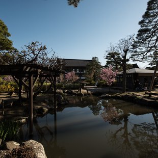 長野市街地の桜など7