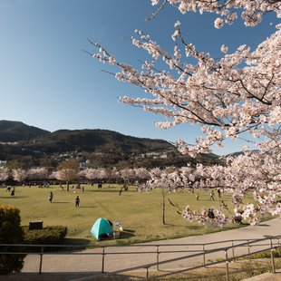長野市街地の桜など8