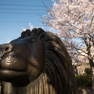 長野市街地の桜など9