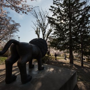 長野市街地の桜など10