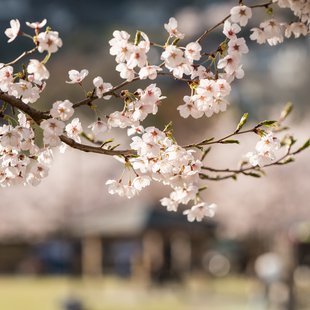 長野市街地の桜など11