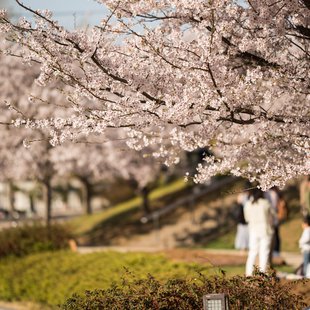 長野市街地の桜など12