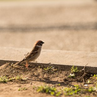 長野市街地の桜など13
