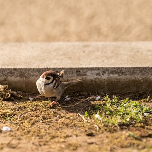 長野市街地の桜など14