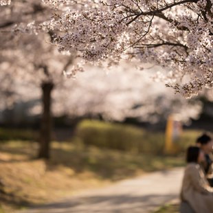 長野市街地の桜など15