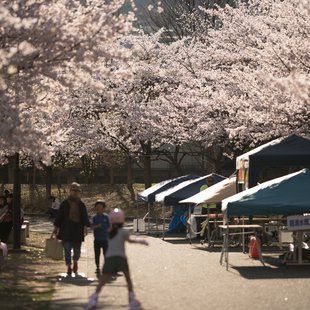 長野市街地の桜など16
