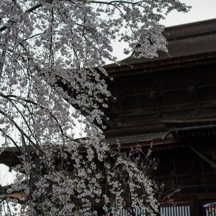 長野市街地の桜など17