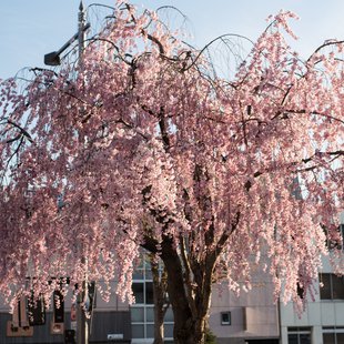 長野市街地の桜など22