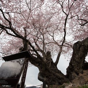 巡礼桜(長野市塩生)1
