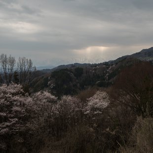 巡礼桜(長野市塩生)2
