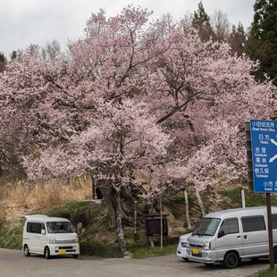 巡礼桜(長野市塩生)3