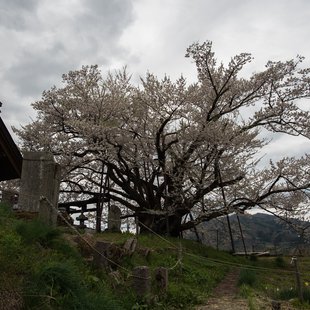神代桜(素桜神社)2