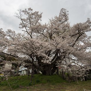 神代桜(素桜神社)3