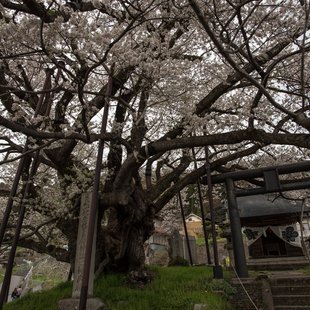 神代桜(素桜神社)4