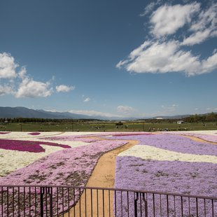 信州花フェスタ1
