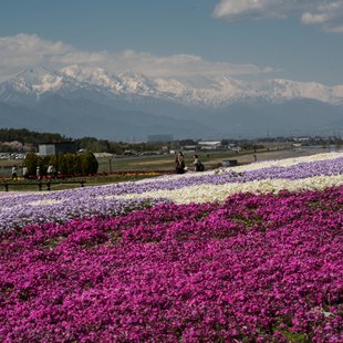 信州花フェスタ2