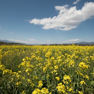 信州花フェスタ4