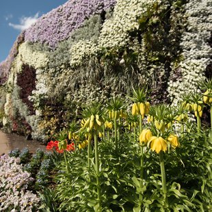 信州花フェスタ11