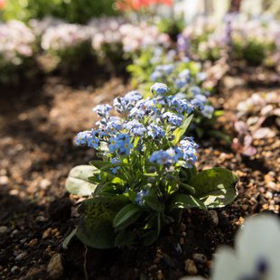 信州花フェスタ12