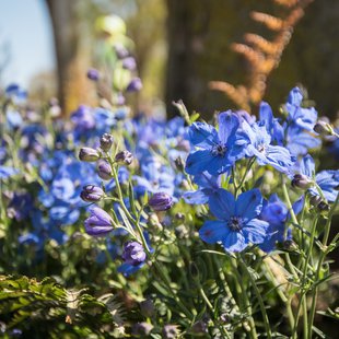 信州花フェスタ13