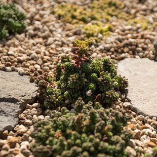 信州花フェスタ14