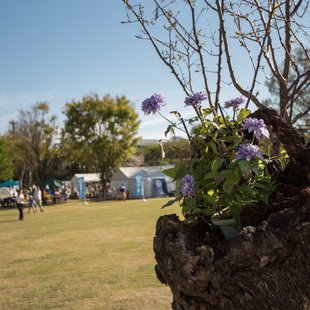 信州花フェスタ15