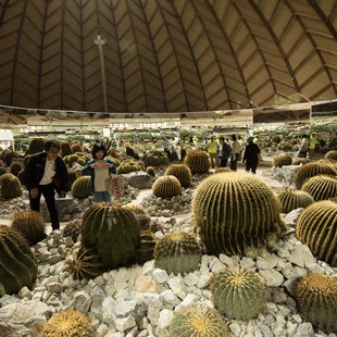 信州花フェスタ17