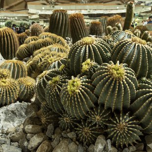 信州花フェスタ18