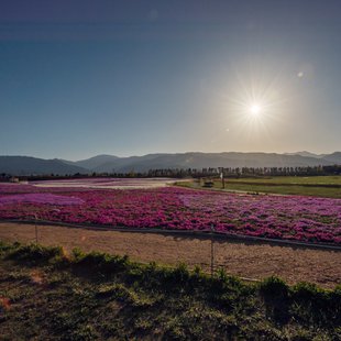 信州花フェスタ25